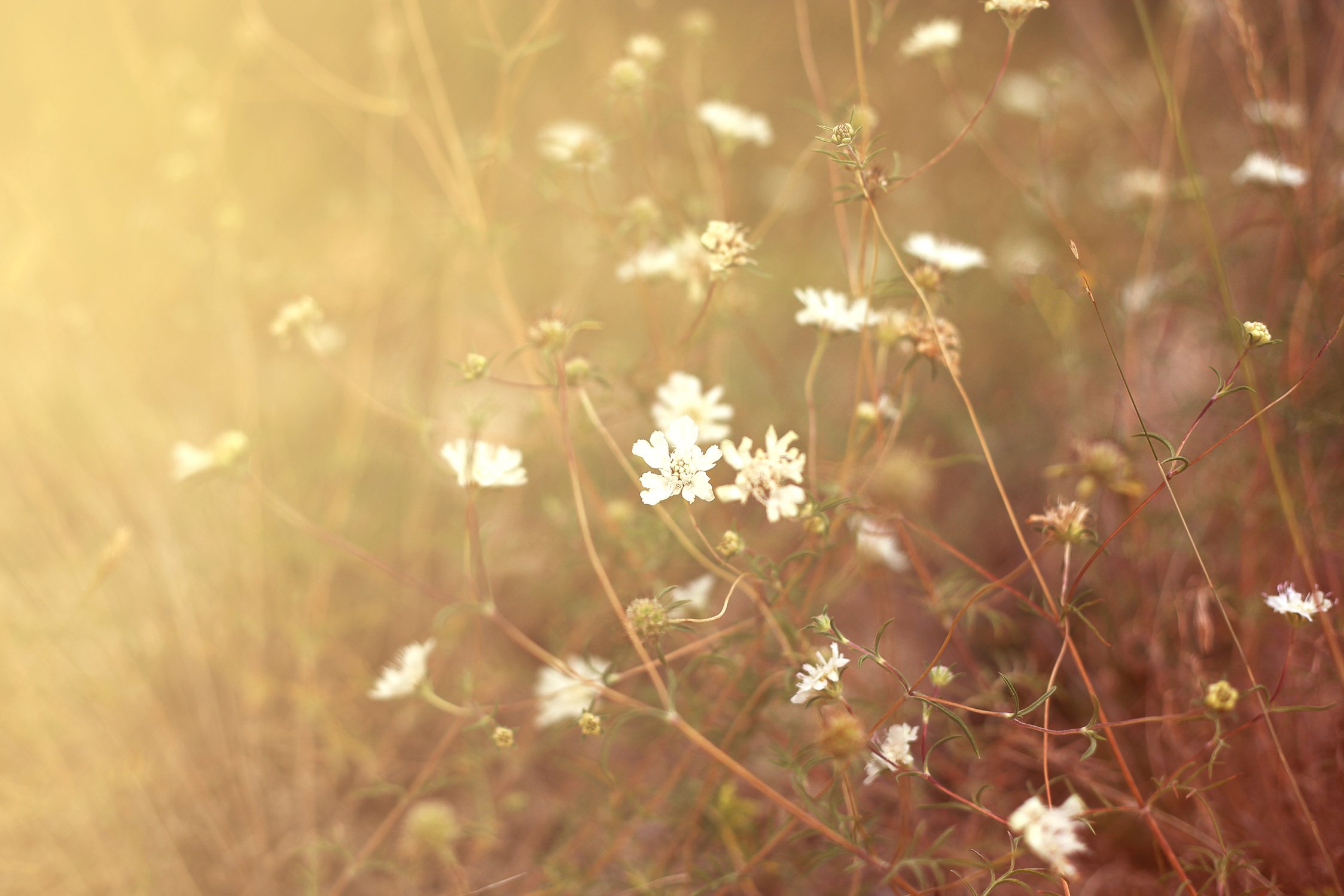 Field of White Flowers in the Warm Sunlight